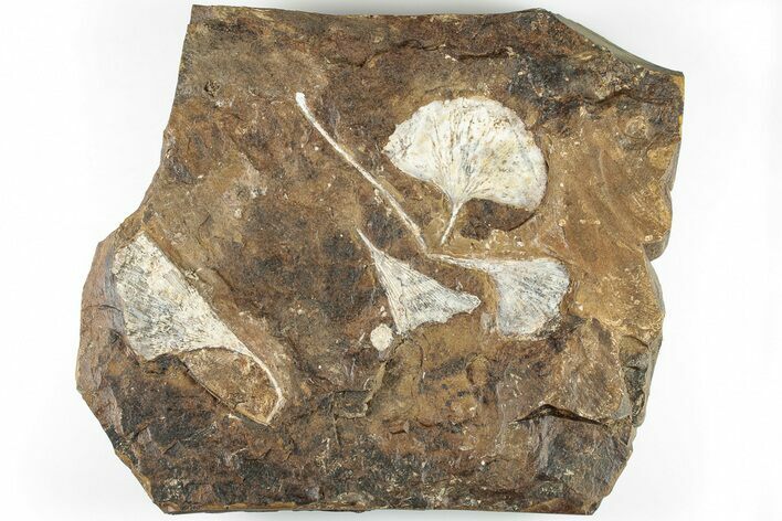 Four Fossil Ginkgo Leaves From North Dakota - Paleocene #201229